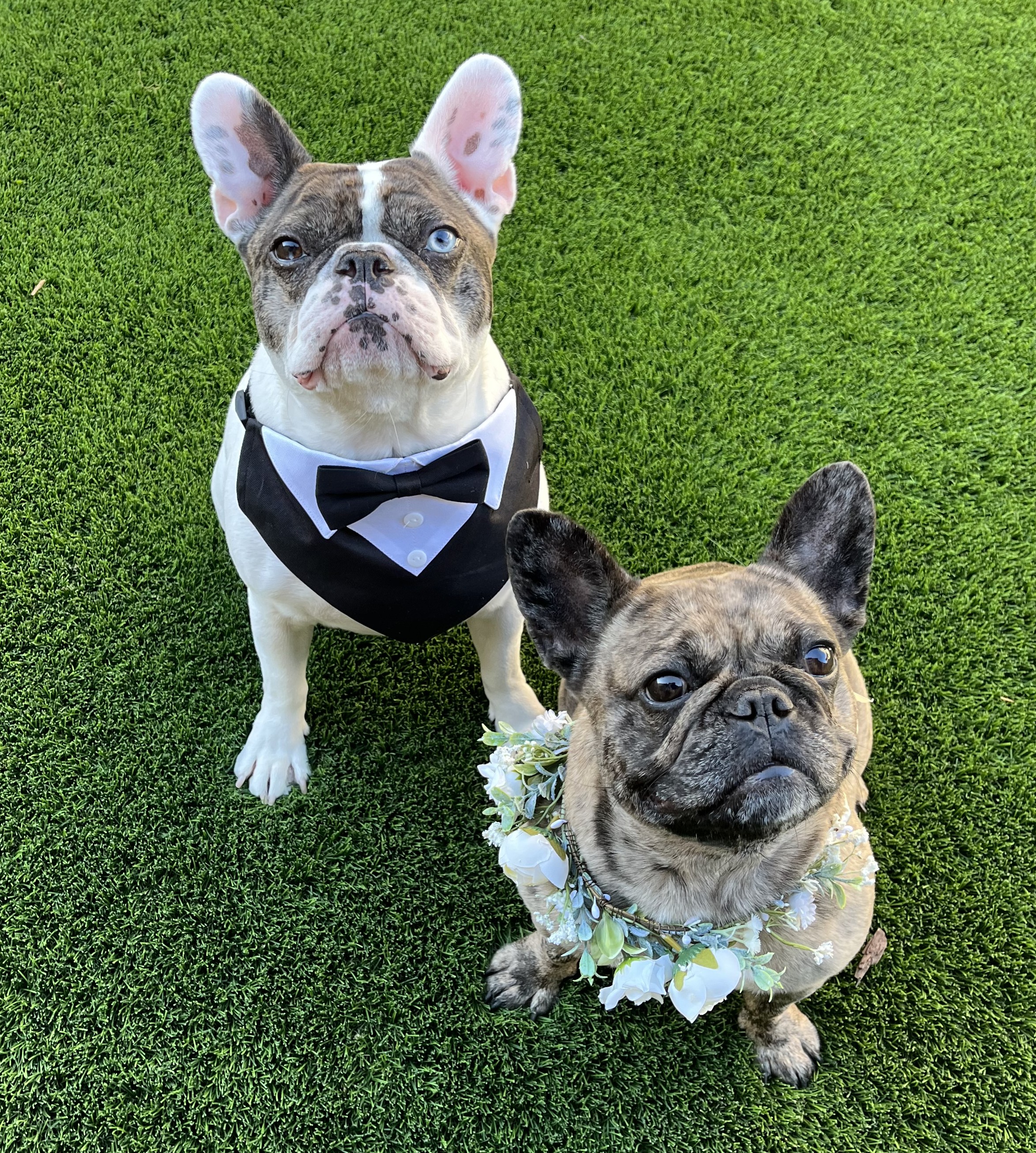 What It Really Costs to Own a French Bulldog